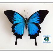 Papillon Ulysse aussi appelé le machaon blue montagne