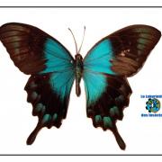Papilio lorquinianus , le Sea Green machaon