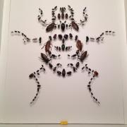 Un coléoptères de 100 coléoptères